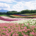 日本北海道風景桌面 (1280x1024)