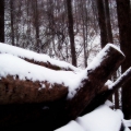 韓國風景-冬天的顏色-雪景篇 1024x768